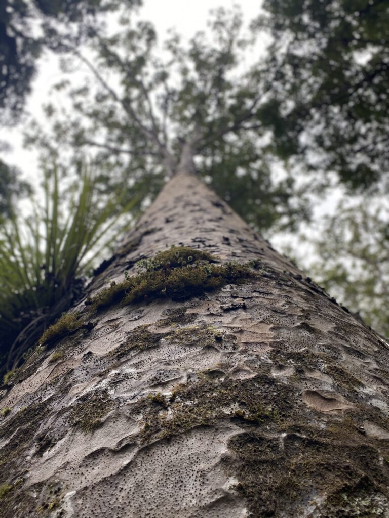 思考は現実化する！？自分の思い描く未来を引き寄せる方法とは！？ Nature Lover Blog